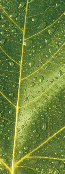 Wassertropfen-auf-Blatt